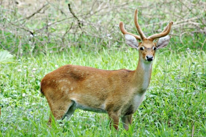Sangai Census reveals rare deer Sangai still in endangered list Manipur Pao