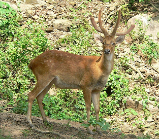Sangai State animal of Manipur Sangai complete detail updated