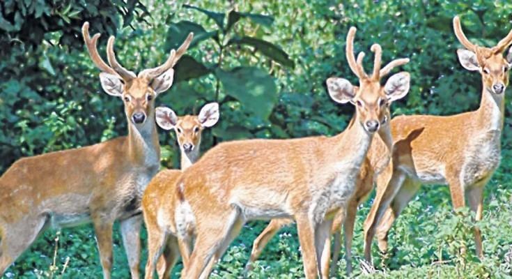 Sangai Sangai in Central list of species recovery program KanglaOnline