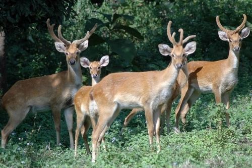 Sangai Rare Sangai Deer numbers Increase in Manipur India39s Endangered