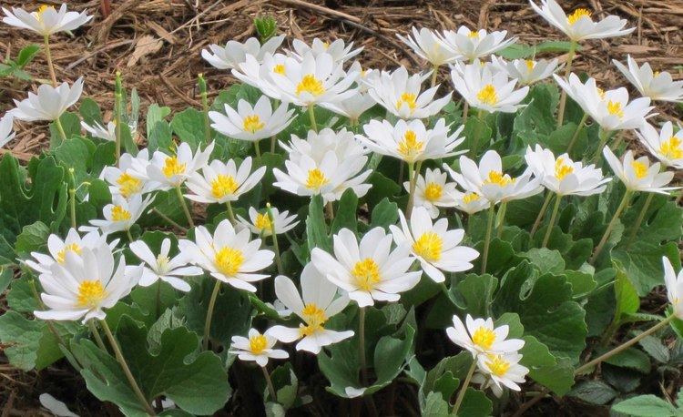Sanguinaria Bloodroot Cultivate Your Garden Style