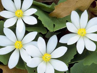 Sanguinaria Sanguinaria canadensis Bloodroot NPIN