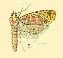 Sanguinograptis albardana httpsuploadwikimediaorgwikipediacommonsthu
