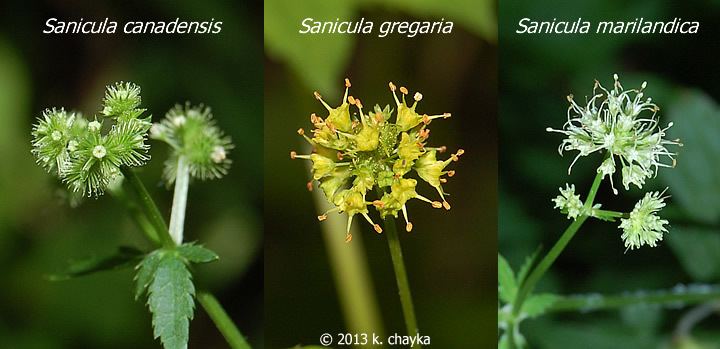 Sanicula Sanicula marilandica Maryland Black Snakeroot Minnesota Wildflowers