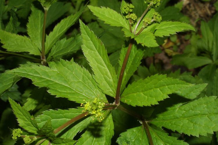 Sanicula canadensis Sanicula canadensis Canada sanicle Go Botany