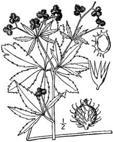 Sanicula canadensis httpsuploadwikimediaorgwikipediacommonsthu