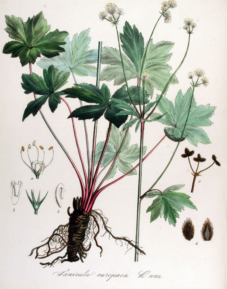 Sanicula europaea FileSanicula europaea Flora Batava Volume v14jpg Wikimedia