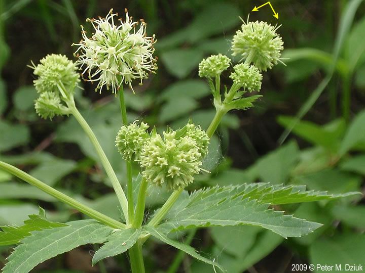 Sanicula marilandica Sanicula marilandica Maryland Black Snakeroot Minnesota Wildflowers