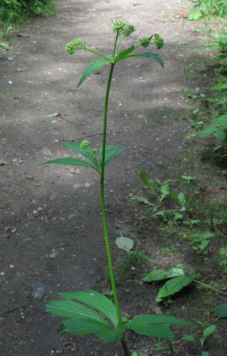 Sanicula marilandica Sanicula marilandica Wikipedia