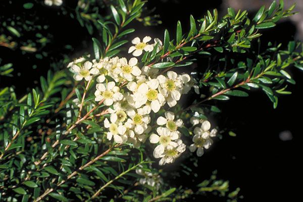 Sannantha ANPSA Guide to Australian Plants Acronychia acidula