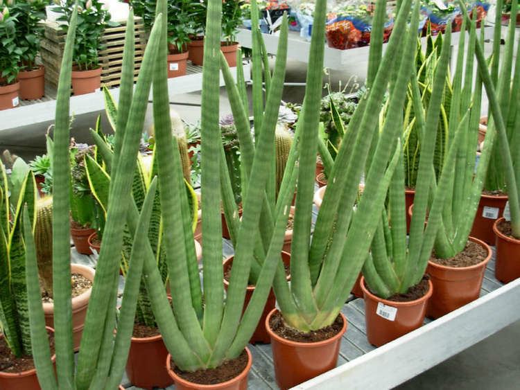 Sansevieria Sansevieria cylindrica Cylindrical Snake Plant World of Succulents