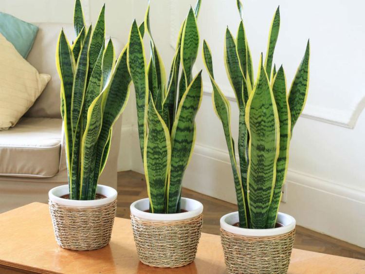 Sansevieria How to Grow and Care for Sansevieria World of Succulents