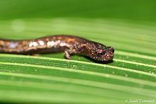 Santa Barbara moss salamander httpsuploadwikimediaorgwikipediacommonsthu