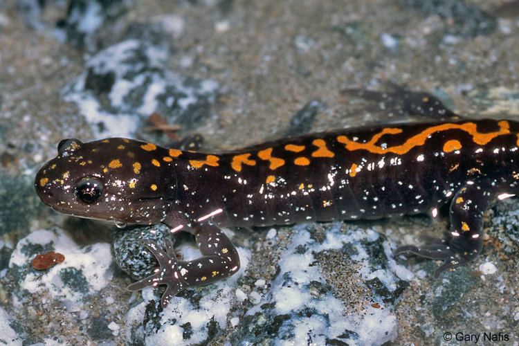 Santa Cruz long-toed salamander wwwcaliforniaherpscomsalamandersimagesamcroce