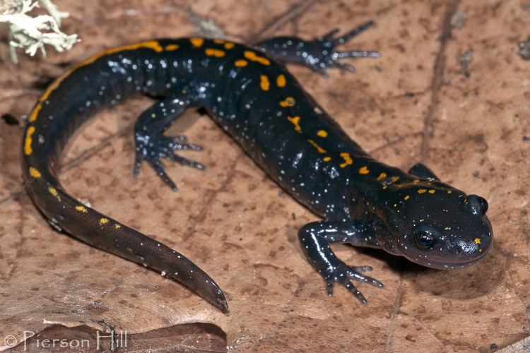 Santa Cruz long-toed salamander Santa Cruz Longtoed Salamander Ambystoma macrodactylum c Flickr