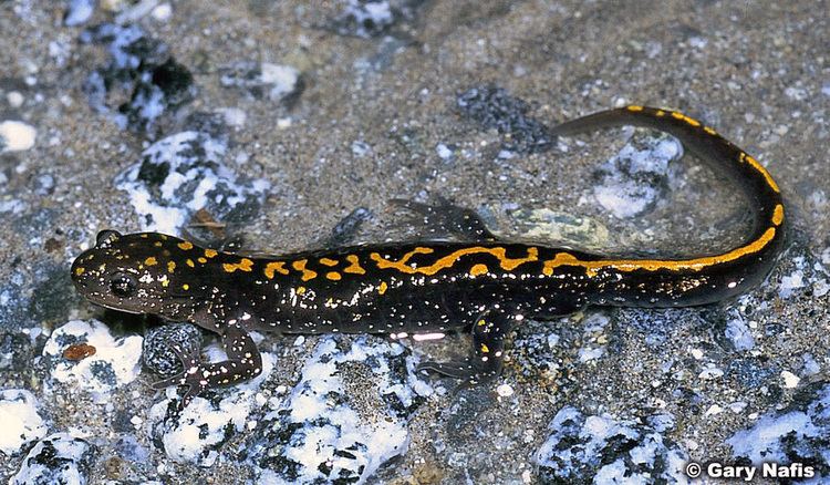 Santa Cruz long-toed salamander Santa Cruz Longtoed Salamander Ambystoma macrodactylum croceum