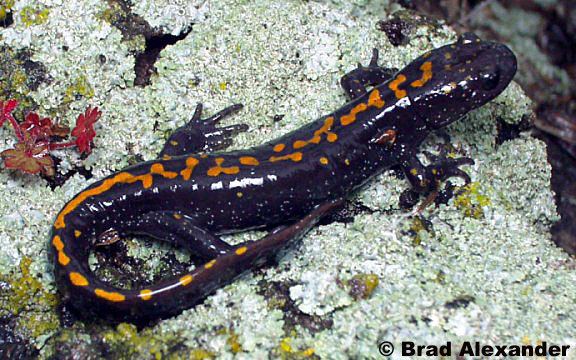 Santa Cruz long-toed salamander Santa Cruz Longtoed Salamander Ambystoma macrodactylum croceum