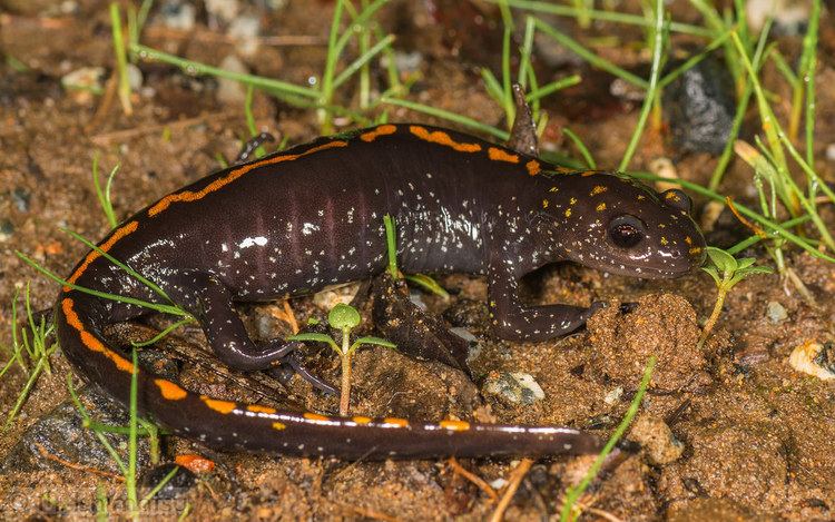 Santa Cruz long-toed salamander Santa Cruz Longtoed Salamander Ambystoma macrodactylum Flickr