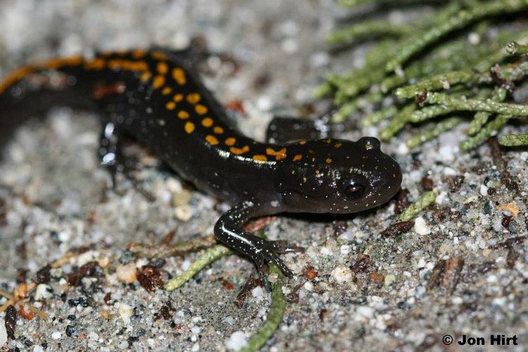 Santa Cruz long-toed salamander Longtoed Salamander Gallery