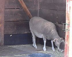 Santa Cruz sheep httpsuploadwikimediaorgwikipediacommonsthu