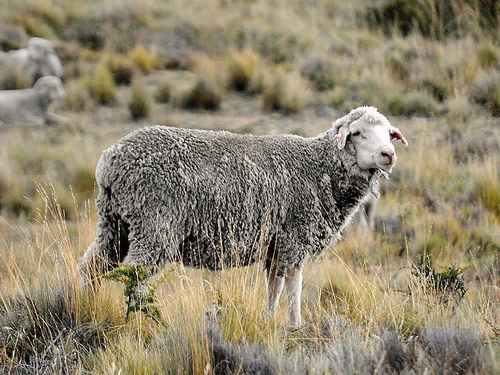 Santa Cruz sheep Cruz sheep