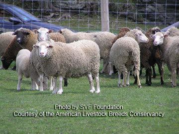 Santa Cruz sheep American Livestock Breeds Conservancy Santa Cruz Sheep