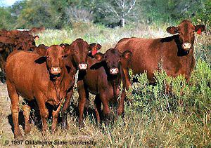 Santa Gertrudis cattle wwwansiokstateedubreedscattlesantagertrudis
