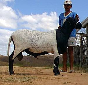 Santa Inês (sheep) Breeds of Livestock Santa Inampecircs Sheep Breeds of Livestock