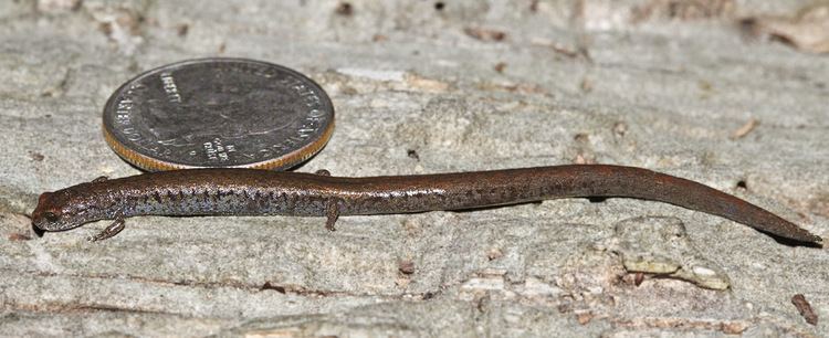 Santa Lucia Mountains slender salamander