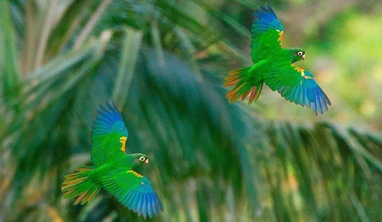 Santa Marta parakeet Santa Marta Parakeet in El Dorado Nature Reserve YouTube