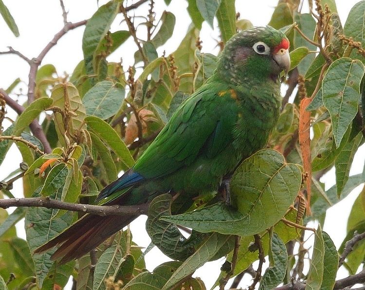 Santa Marta parakeet North Colombia