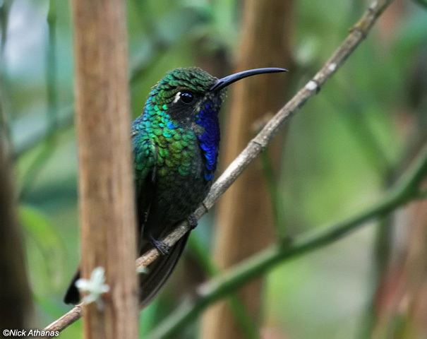 Santa Marta sabrewing antpittacom Photo Gallery Hummingbirds VII