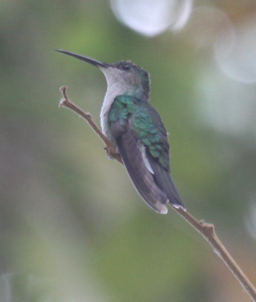 Santa Marta sabrewing Mystery birds in Colombia