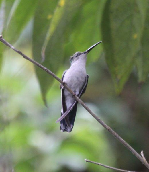 Santa Marta sabrewing Mystery birds in Colombia