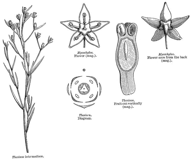 Santalaceae Angiosperm families Santalaceae R Br