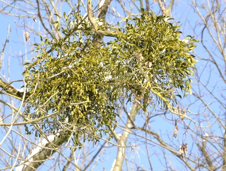 Santalaceae FileSantalaceae in WinterJPG Wikimedia Commons