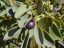 Santalaceae httpsuploadwikimediaorgwikipediacommonsthu