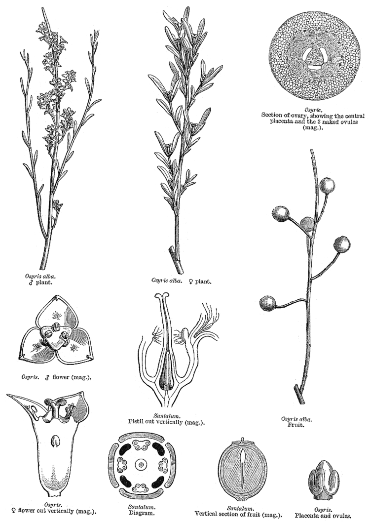 Santalaceae Angiosperm families Santalaceae R Br