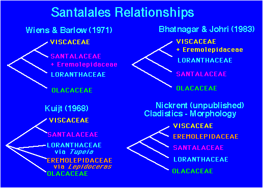 Santalales Santalales relationships