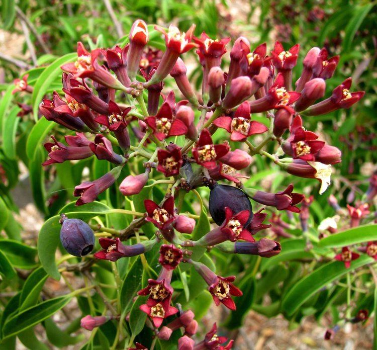Santalum freycinetianum Santalum freycinetianum Images Useful Tropical Plants
