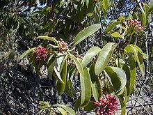 Santalum freycinetianum httpsuploadwikimediaorgwikipediacommonsthu