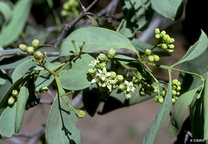 Santalum lanceolatum Factsheet Santalum lanceolatum