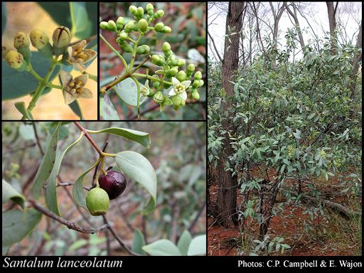 Santalum lanceolatum Santalum lanceolatum RBr FloraBase Flora of Western Australia