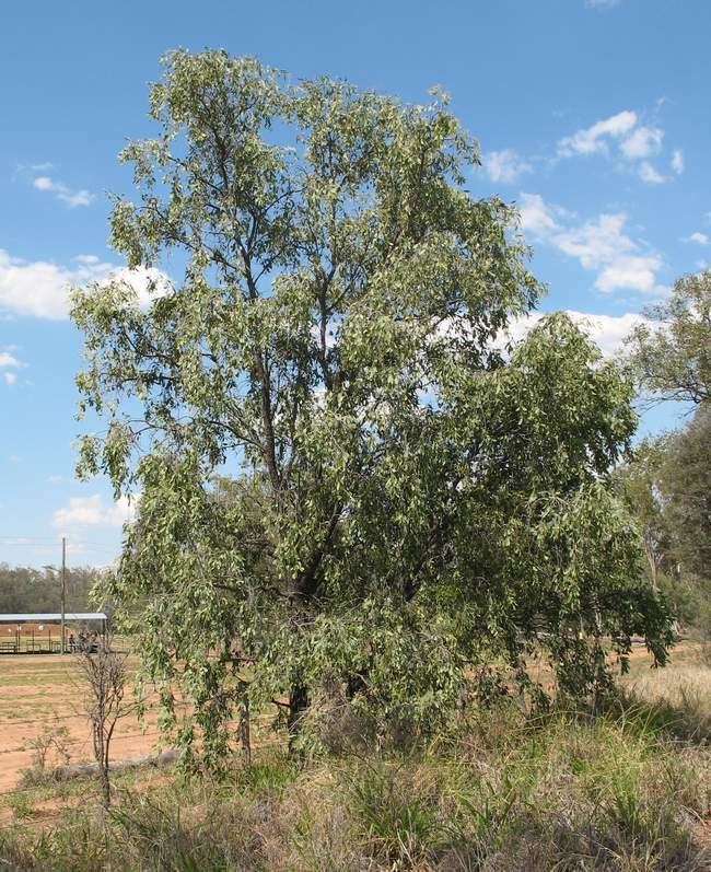 Santalum lanceolatum Sandalwood