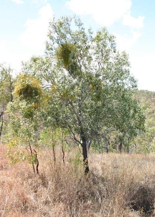 Santalum lanceolatum Australian Parasitic Plants Santalaceae