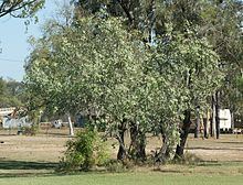 Santalum lanceolatum httpsuploadwikimediaorgwikipediacommonsthu