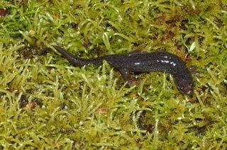 Santeetlah dusky salamander Desmognathus santeetlah Santeetlah dusky salamander Discover