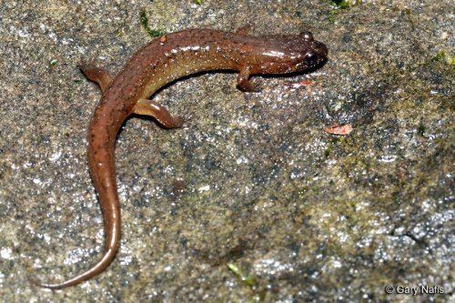 Santeetlah dusky salamander Santeetlah Dusky Salamander Desmognathus santeetlah FactSheet