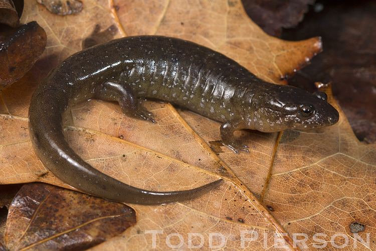 Santeetlah dusky salamander Desmognathus santeetlah Santeetlah Dusky Salamander Flickr