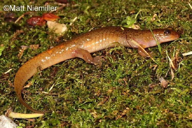 Santeetlah dusky salamander wwwtnwatchablewildlifeorgproductimages11042109